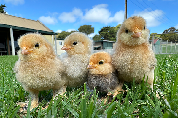 Chicken Hatchery photo