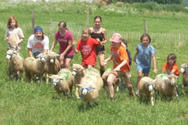 Sheep herding photo